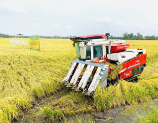 Giảm sử dụng nước trong canh tác lúa để giảm phát thải