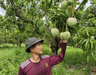 'Bí kíp' trồng xoài giảm chi phí, tăng năng suất, chất lượng